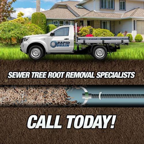 Sewer Tree Root Removal Specialists In Birkdale